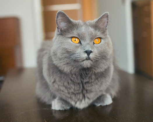 Eine Karthäuser Katze liegt auf dem Boden.