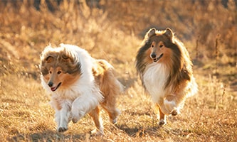 Shetland Sheepdog laufend