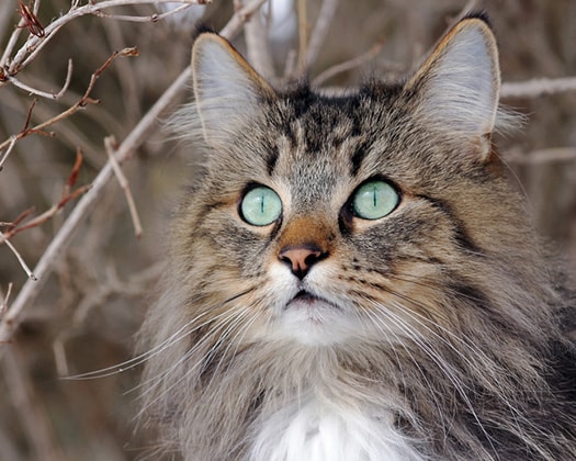 Norwegische Waldkatze