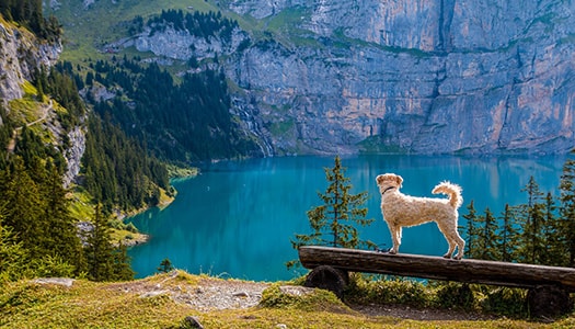 Weißer Hund, der an einem Steg am See steht