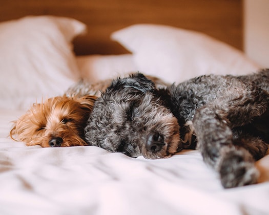 2 Junge Hunde, die in einem Bett schlafen